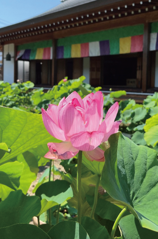 保春院庭園の蓮