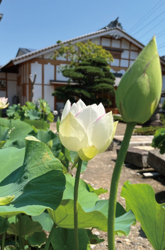 保春院庭園の蓮